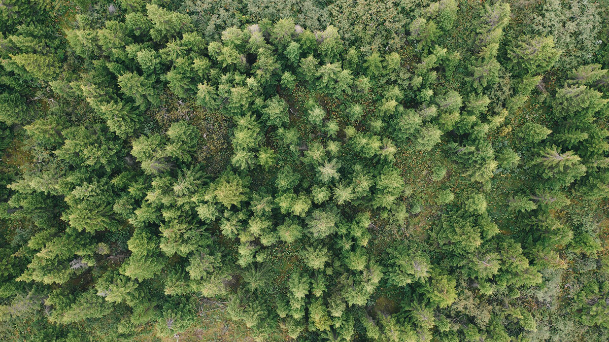 Íslenska lífeyriskerfið í alþjóðlegum samanburði - mynd