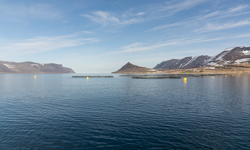 Vel heppnað hlutafjárútboð Arctic Fish - mynd