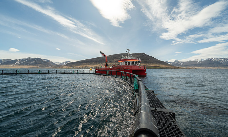 Vel heppnað hlutafjárútboð Arctic Fish - mynd