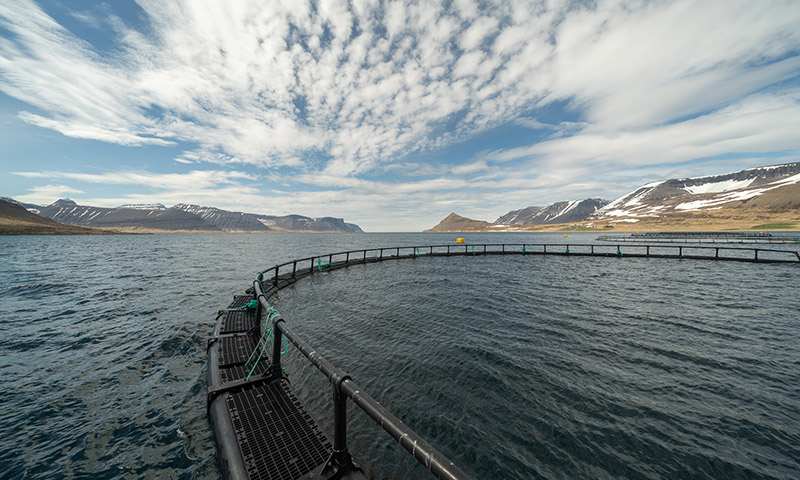 Vel heppnað hlutafjárútboð Arctic Fish - mynd